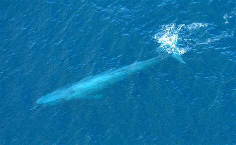 penis baleine|La baleine bleue a un pénis de 2,5 mètres et des testicules de 55。